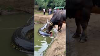 This video is absolutely beyond belief the buffalo actually ate half a python youtubeshorts [upl. by Kristofer977]