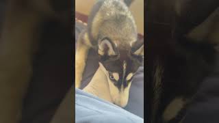 husky huskiesy siberianhusky huskyplaying huskylife huskii cute funny [upl. by Ecilayram]