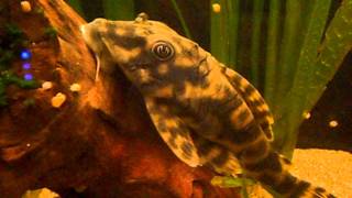 Candy Striped Pleco L015  Tropical Fish [upl. by Witkin]