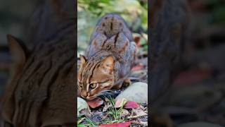 World most smallest cat 🐈 youtubeshorts shorts [upl. by Bokaj]