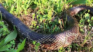 Cottonmouth vs Rat Snake [upl. by Dnomsaj10]