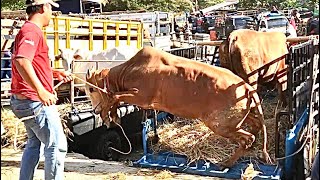 funny cow unloading from truck at the marketcow sound videos for kidscows videofunny animal [upl. by Enitsirhk]