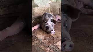 Very huge black mother pig relaxing and oinking shorts [upl. by Najtsirk530]