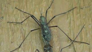 Crane Flies Tipulidae Mating [upl. by Noneek351]