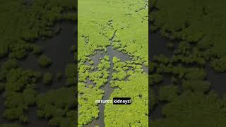 Discover the Mysteries of Swamps shortvideo shorts [upl. by Akfir25]