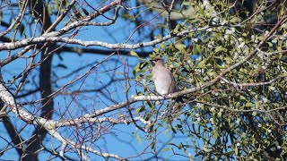 Waxwings  in 4K [upl. by Ibocaj]