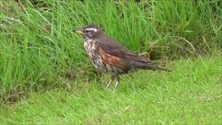 Redwing foraging [upl. by Asnerek250]