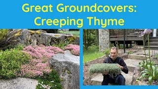 Great Groundcovers Creeping Thyme Thymus serpyllum [upl. by Vedette]