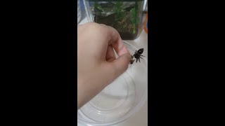 Handfeeding Regal Jumping Spider a Cricket REUPLOADED because I HATE Shorts [upl. by Amr]