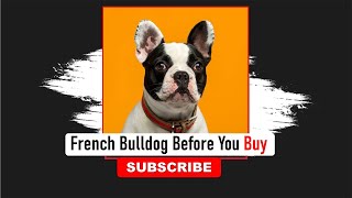 French Bulldog Before You Buy  Frenchies Hub [upl. by Fremont]