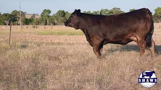 Lot 16 Flush Opportunity Royal Canberra Show Online Sale [upl. by Ogg]