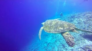 April in Maldives  4k 2017 Experience [upl. by Namajneb]