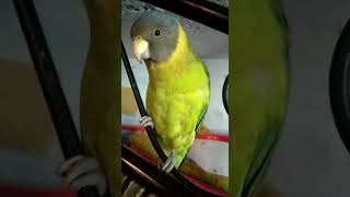 plum headed parrot speak  talking parrot  sweet voice  natural talking [upl. by Arracot674]