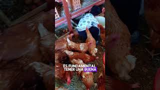 ¿CUANTO ESPACIO NESECITAS PARA CRIAR 100 GALLINAS PONEDORAS gallinasponedoras [upl. by Niahs]