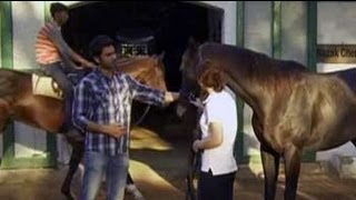 Heavy Petting How race horses are trained [upl. by Meador]