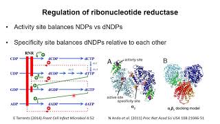 Nucleotide Metabolism 3 – Synthesis of deoxyribonucleotides [upl. by Pihc]