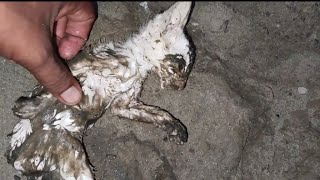 kitten pulled out of the sewer but died  Cat Rescue  Rescue kitten viralvideo [upl. by Gery]