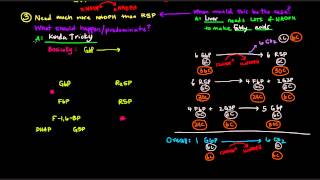 Pentose Phosphate Pathway Part 3 of 5  Control and Regulation Details [upl. by Kono]