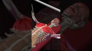 pectoralis major in 3D anatomy gym workout muscle subscribe fitness explore [upl. by Alleiram676]