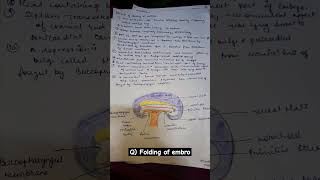 embryology notes 1st year mbbs important questions mbbs anatomy embryology shorts youtubeshorts [upl. by Rimaa]