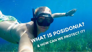 What is Posidonia Oceanica amp How can we protect it as sailors Eps 3 [upl. by Keelby857]