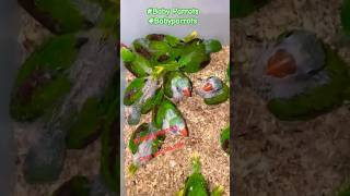 Baby Talking Parrots🐥🦜 Babyparrots babyparrot sounds shorts youtubeshorts [upl. by Cornwall625]