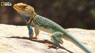 National Geographic Wild  Wild life of the reptiles lizards  BBC [upl. by Eglantine]