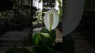 Peace lily💛 music garden trend viralvideo nature garden indoorplants love naturegarden [upl. by Romaine]