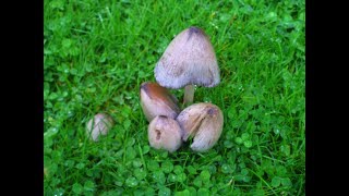 Common Ink Cap Coprinopsis atramentaria and the Shaggy Ink Cap Coprinus comatus [upl. by Hafeetal]