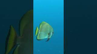 batfish scubadiving fish [upl. by Atthia]