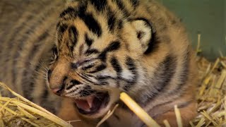 Adorable Tiger Cub Moments Part 1  BBC Earth [upl. by Doralynne]