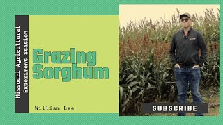 Grazing Sorghum as a Forage [upl. by Stanislas]