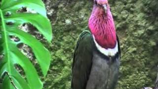 pink headed fruit dove [upl. by Huberto]