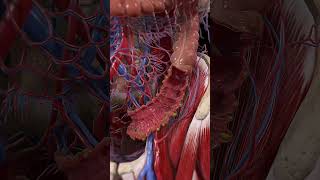 Diverticulitis 3d animation anatomy 3d [upl. by Asoj95]