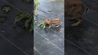 Basil Chives And A Cottontail Mom easterncottontail herbgarden nature [upl. by Almeda]