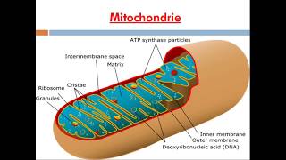 introduction au cours de Biologie cellulaire [upl. by Ad]