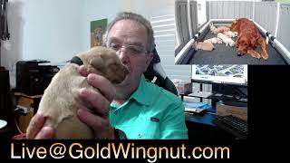 Gold Wingnut Live 13 42824 [upl. by Ahsiat182]