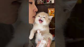 Funniest Cute Animal Reactions😍😳 shorts cat meow kitten trending youtubeshorts [upl. by Anig842]