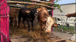 funny cow unloading from truck at the marketcow sound videos for kidsbig cowjumbo cow [upl. by Atiner435]