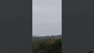 Huge flock of pigeons over the River Mersey and fields Penketh [upl. by Kenrick]