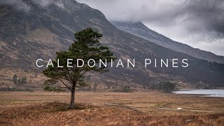 CALEDONIAN PINES  HIKING  BEINN EIGHE  TORRIDON [upl. by Nadiya]