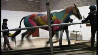 Hartpury College 2009  ESMA  Treadmill Gallop [upl. by Irrek]