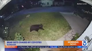 Coyotes chase bear around Burbank neighborhood [upl. by Dhruv281]