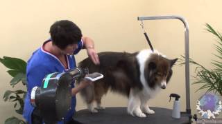 Grooming the Pet Shetland Sheepdog with Michell Evans  ICMG NCMG [upl. by Killoran]