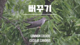 뻐꾸기 노래소리 common cuckoo birdsound [upl. by Dayle]