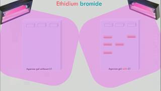 Agarose Gel Electrophoresis Animation [upl. by Llerreg]