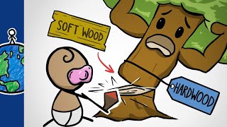 Why Hardwoods Are The Softest Woods [upl. by Pogah]