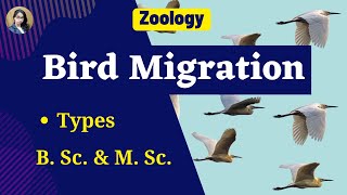 Bird Migration in Hindi II B Sc amp M Sc II Zoology [upl. by Lamok]