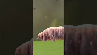 quotTARDIGRADESquot Immortal Creature  tardigrade facts educational [upl. by Eirdua851]