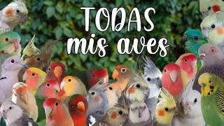 Todas mis aves [upl. by Trstram]